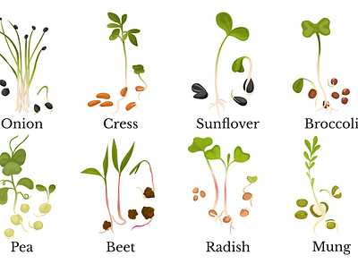 Assortment of micro greens flat grass illustration nutrition organic plant realistic vector