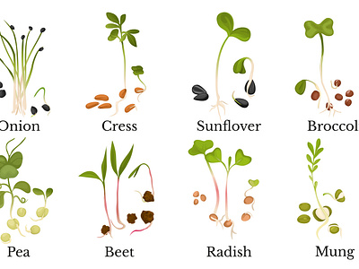 Assortment of micro greens flat grass illustration nutrition organic plant realistic vector