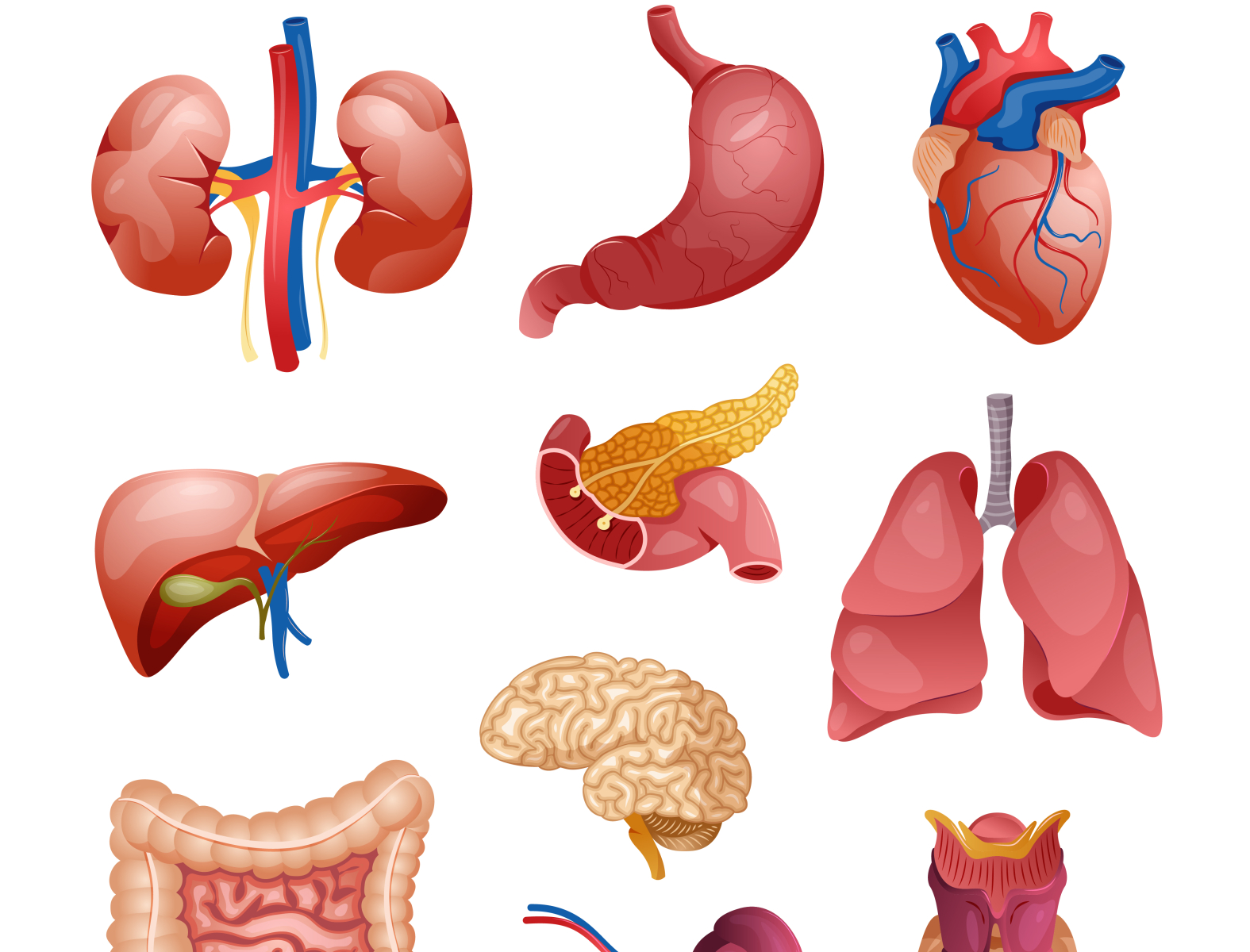 Internal human organs set by Macrovector on Dribbble