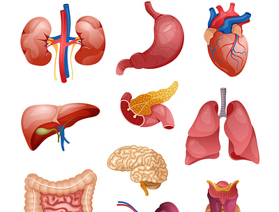 Internal human organs set anatomical flat health human illustration internal organ vector