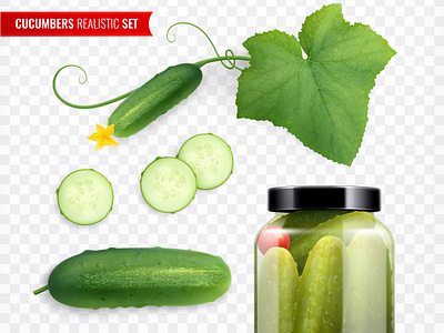 Cucumbers set agriculture cucumber illustration natural organic realistic vector vegetable