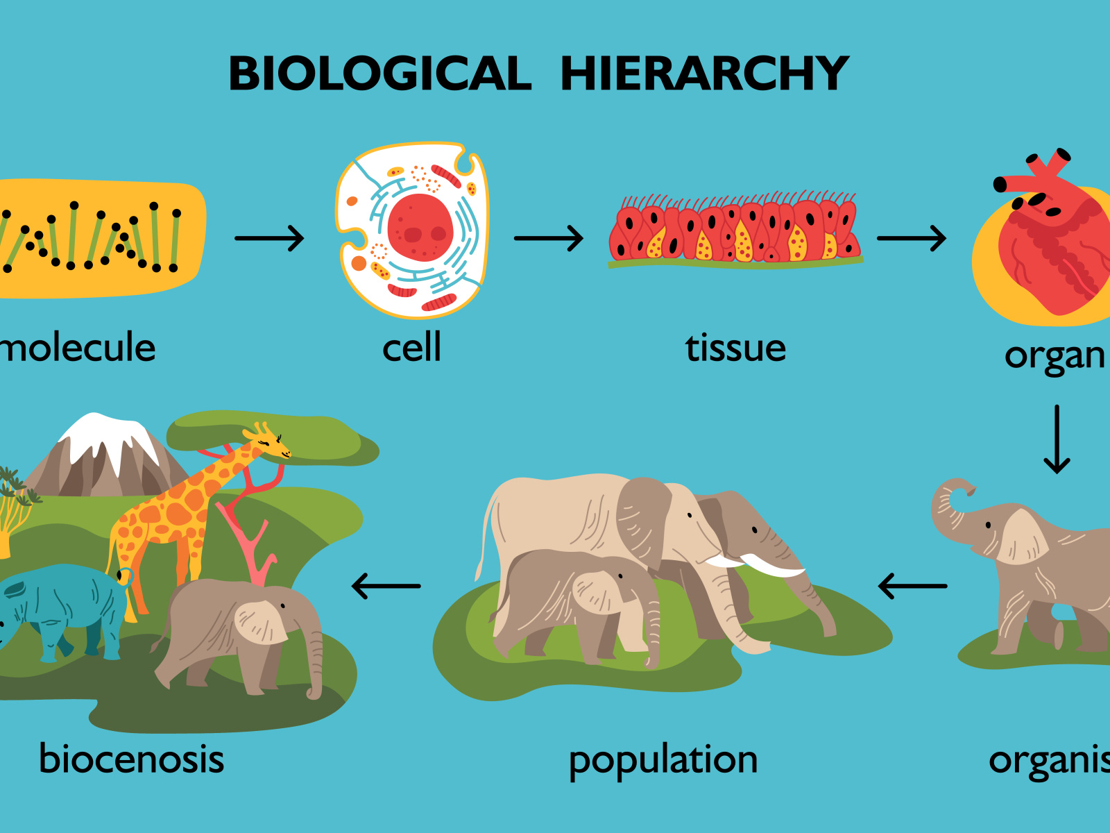 Biological hierarchy set by Macrovector on Dribbble