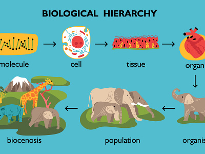 Biological hierarchy set biodiversity evolution flat illustration life scientific vector