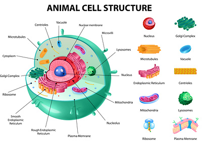 Animal cell anatomy infographics anatomy animal cell illustration realistic structure vector