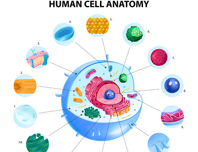 Human cell anatomy infographics anatomy cell human illustration realistic structure vector