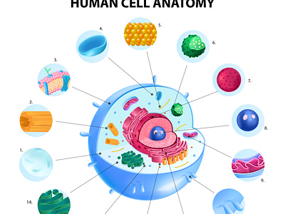 Human cell anatomy infographics