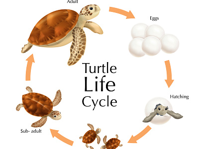 Turtle life cycle set cycle evolution illustration life realistic sea turtle vector