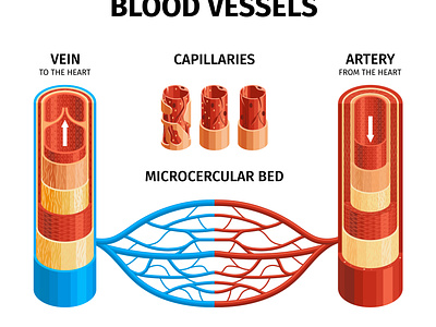 Blood vessels anatomy infographics anatomy blood cardiology heart illustration realistic vector vessel