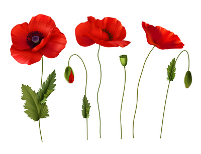 Red blossoming poppies set blossom flower illustration poppy realistic vector wildflower
