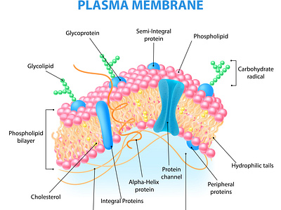 Human cell anatomy infographics by Macrovector on Dribbble