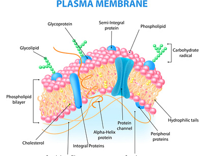 Human cell anatomy infographics anatomy cell human illustration realistic structure vector