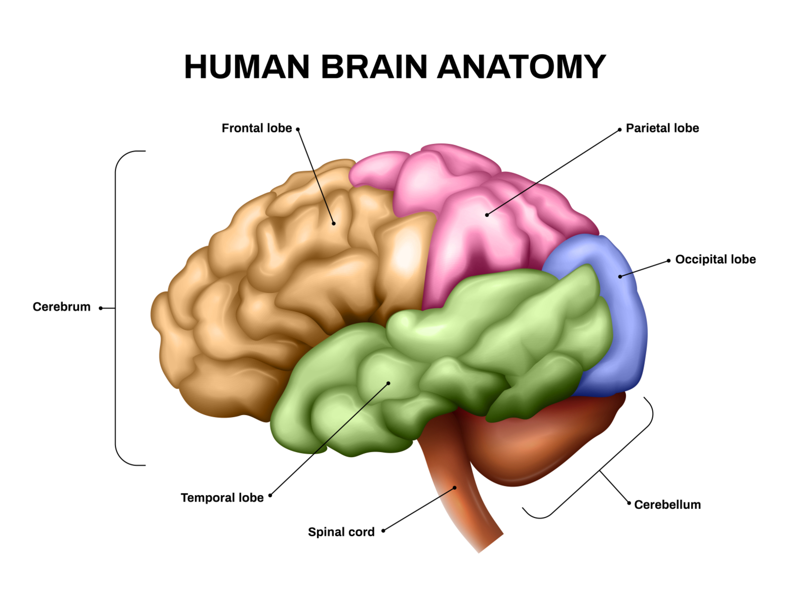 human brain labeled diagram