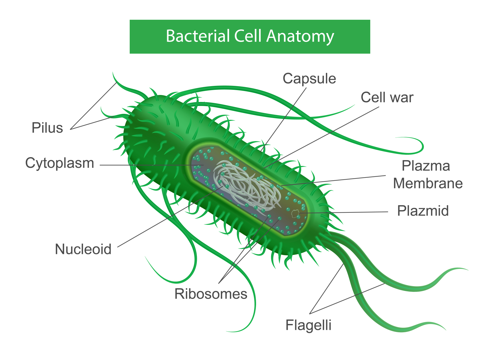 Bacteria parts infographics by Macrovector on Dribbble