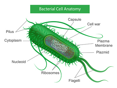 Bacteria parts infographics bacterium education illustration microbe realistic science vector