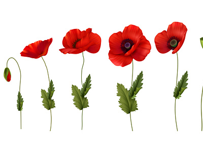 Red poppies flowers set