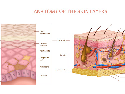 Skin layers structure anatomy illustration layers realistic skin structure vector