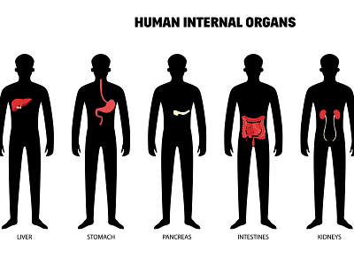 Human internal organs set