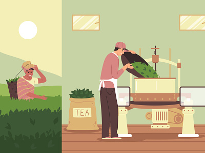 Tea production compositions set flat harvest illustration production tea traditional vector