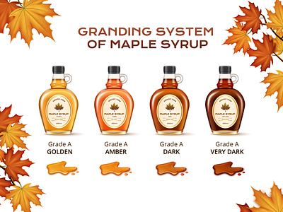 Grading system of maple syrup bottle illustration leaves maple realistic syrup vector