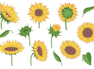 Sunflowers and leaves set agriculture cartoon illustration leaves plant sunflower vector