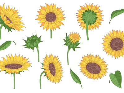 Sunflowers and leaves set