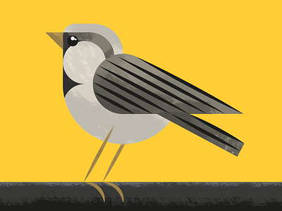 The Sparrow bird gorrión illustration ilustración pájaro spain sparrow