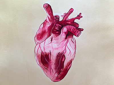 Watercolor Anatomical Heart anatomy artwork fineart gouache heart love painting pink red watercolor