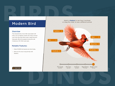 Birds are Dinosaurs birds dinosaur museum museum interface touchscreen ux designer ux ui design