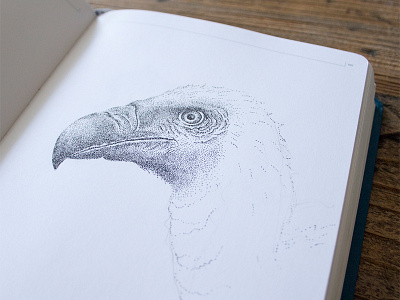 Vulture animal bird dot illustration sketch vulture