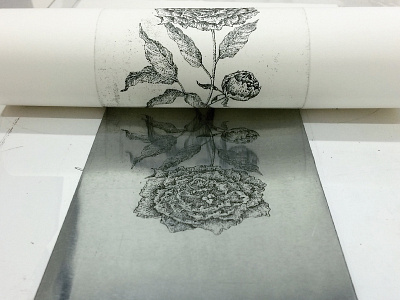 Peony art black etching flower illustration peony printmaking white