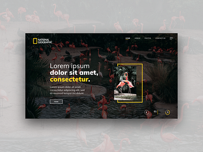 Flamingo Web Template flamingo nat geo ui ux web design website