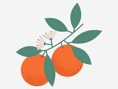 Oranges art flower fruit graphic illustration illustrator leaf orange stippling