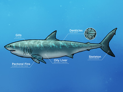 Shark Anatomy anatomy digital painting illustration shark