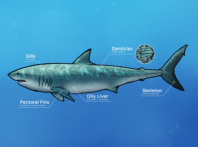 Shark Anatomy anatomy digital painting illustration shark