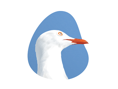 Stare art colour illustration painting sea gull zklm0000