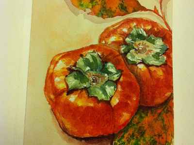Persimmon illustration watercolor