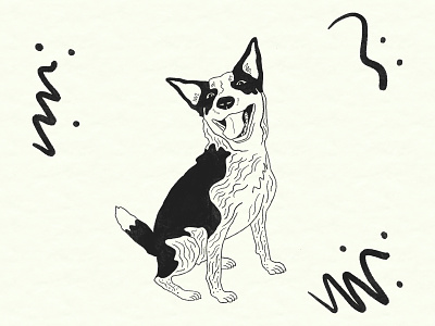Helga the Heeler cattle dog dog dog illustration dog logo drawing illustration texas heeler