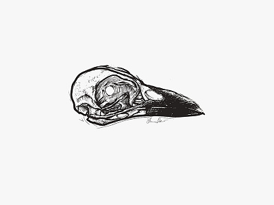Morn · Crow Skull anatomy apparel apparel design crow design illustration merch merch design shirt design skull tattoo tshirt