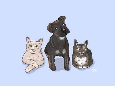 pet portraits