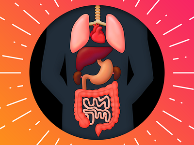 Human Internal Organs anatomy body heart human illustration internal intestines liver lungs man organ stomach