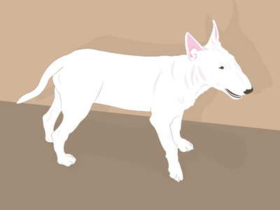 Bull Terrier illustration