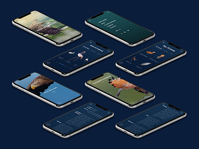 Birds of Ukraine – Mobile version birds design homepage invision mobile motion principle screen design studio ui ux web design