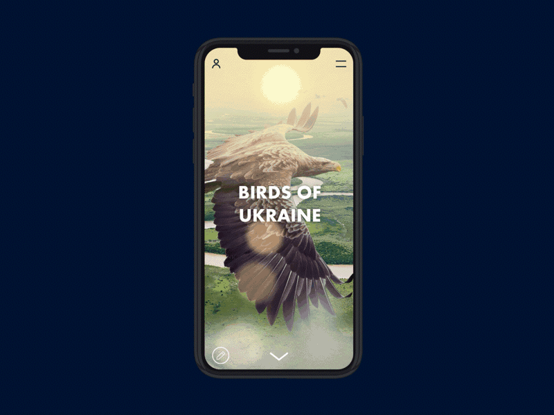 Birds of Ukraine – Mobile version birds design gif homepage invision mobile motion principle studio ui ux web design