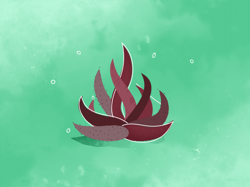 Succulent #4 ae after effects animation design illustration motion graphics succulent texture
