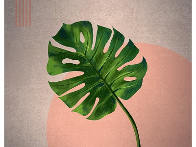 Monstera Leaf