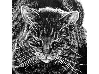 Pet portrait cat drawing illustration pet portrait portrait