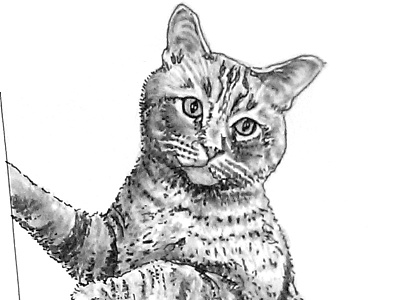 Portrait of Harvey (detail) cat drawing illustration pet portrait portrait