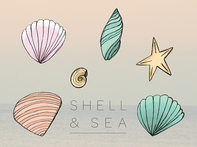 Shell&sea beach illustration sea shell