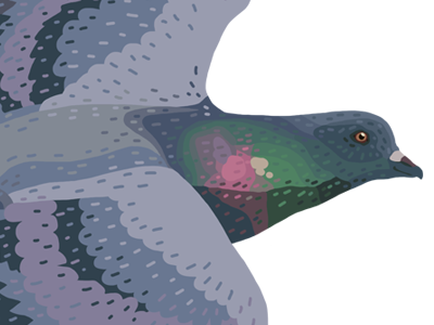 Rock Pigeon birds lllustration