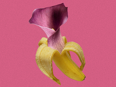 Bananorquídea banana collage costa rica orchid pink simple tropical